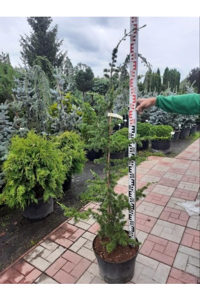 Кедр ліванський - 15-20л/вис.140-160см/Ø30-40см